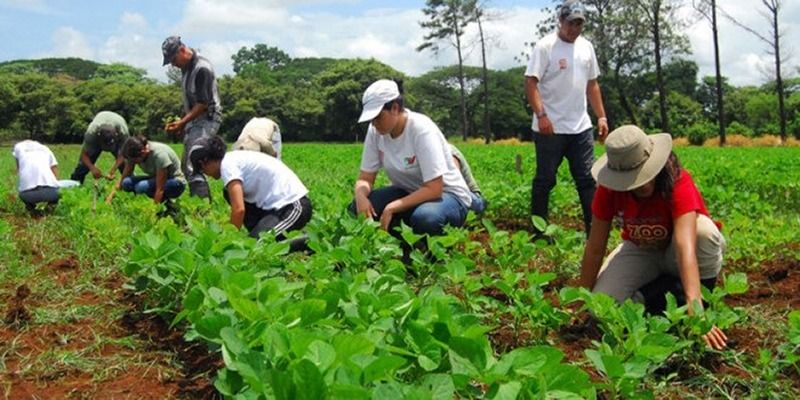 En Michoacán, Más De 20 Cultivos Entran A Agricultura Sustentable ...