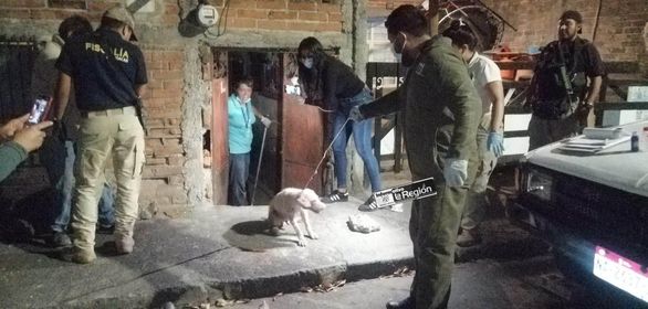 Morelia | FGE rescata 32 perros tras catear inmueble