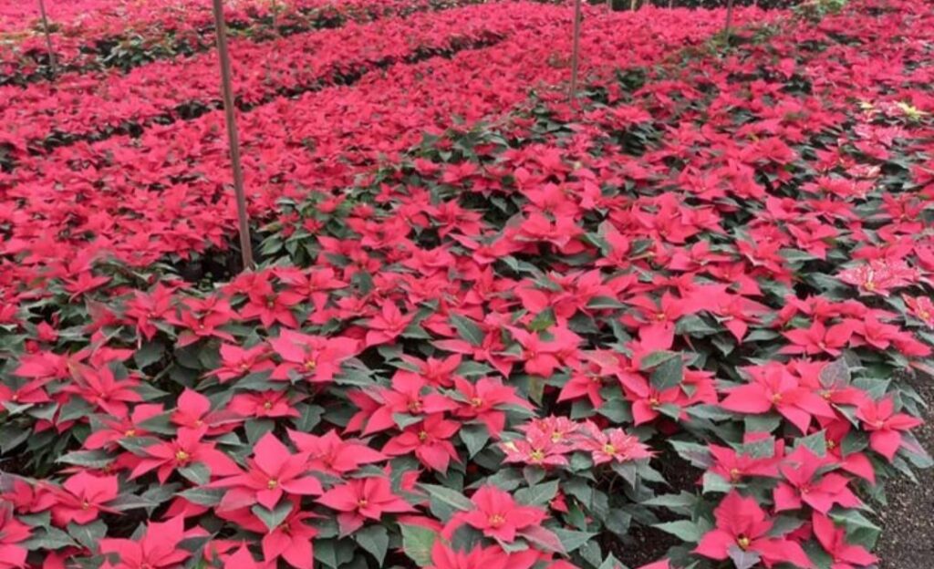 Zitácuaro | Se elevan insumos para la producción de flor de nochebuena