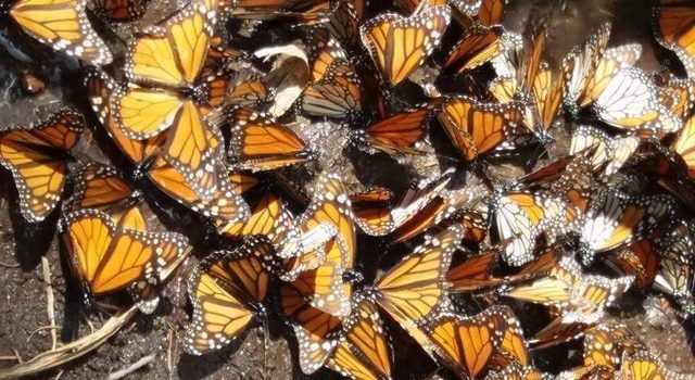 Resultado de imagen para Convocan a concurso de cortometraje documental sobre la Mariposa Monarca